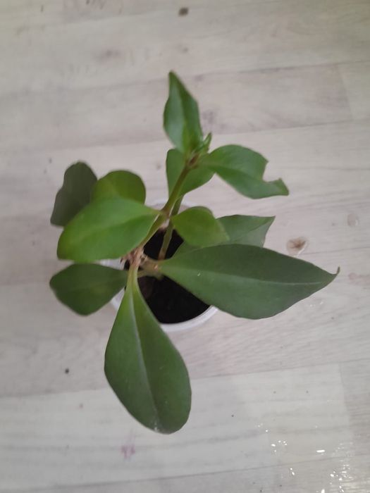 Разные комнатные цветы продаю