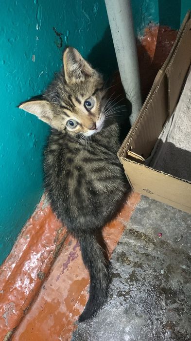 Отдам милого котёнка в хорошие руки