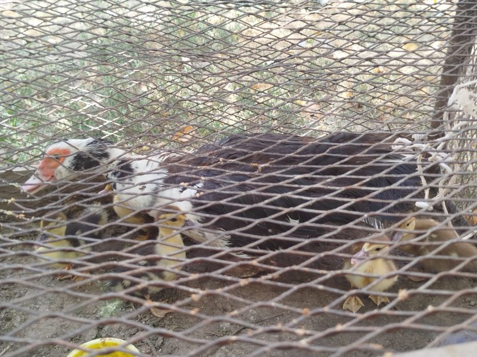 Үйрек балапандарымен бағасын келісеміз