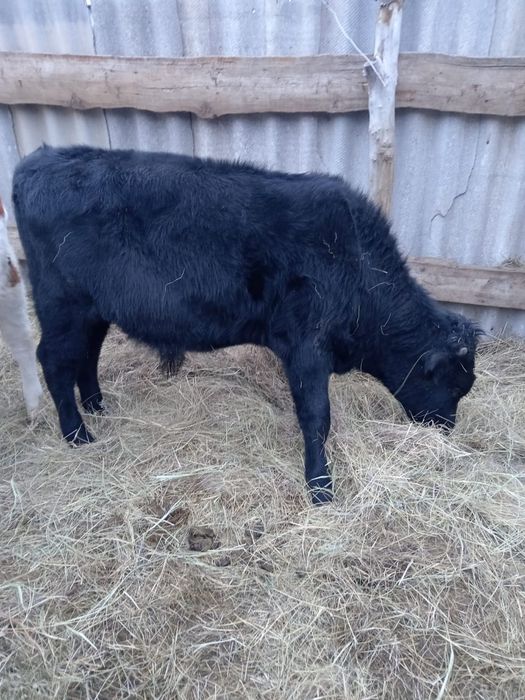 Еркек баспақ сатылады