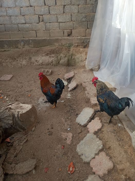 Chatishgan Qora shaxzoda xorozi