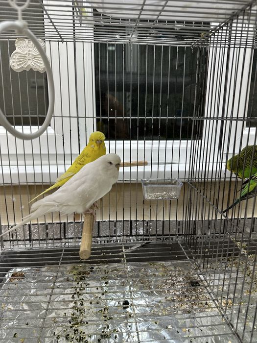 Папугайла Сотилади