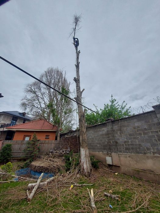 Спил деревьев обрезка плодовых