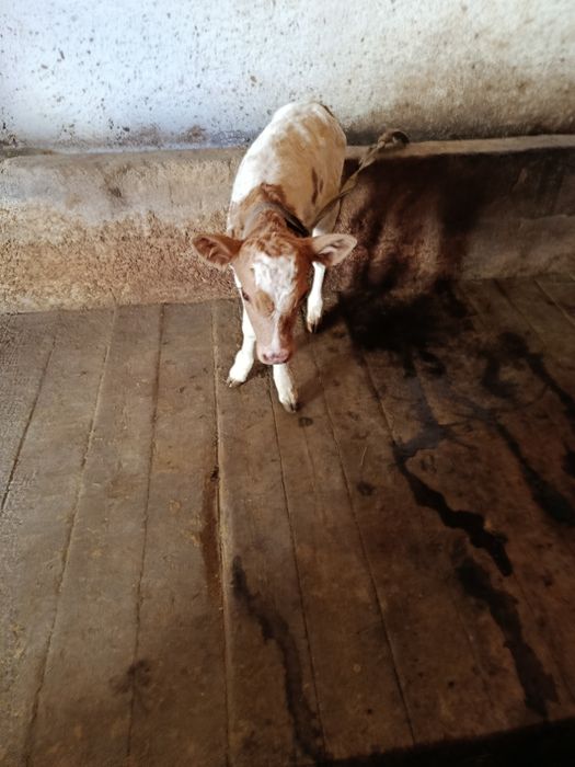 Корова перва телка