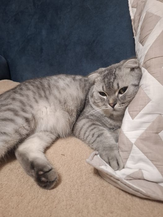 Кот скоттиш фолд