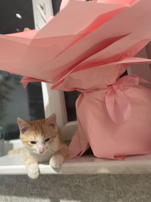 Отдам кота 10мес.