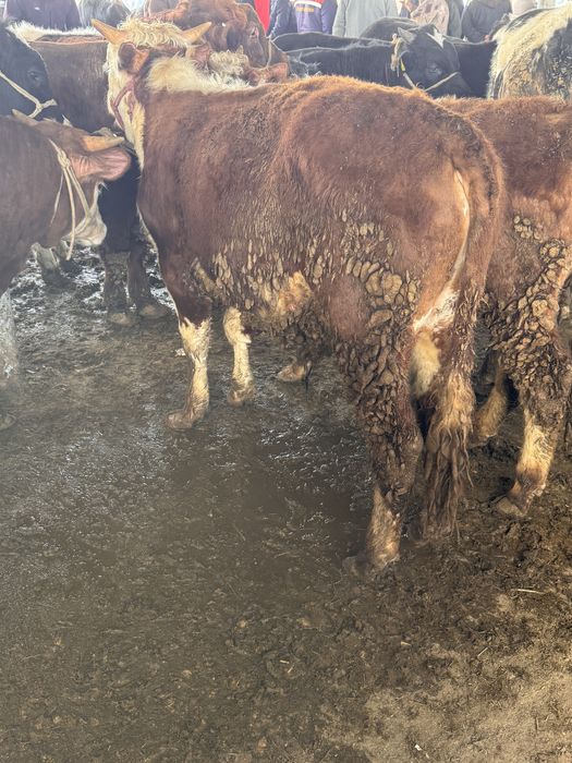 бычки откорм акбас