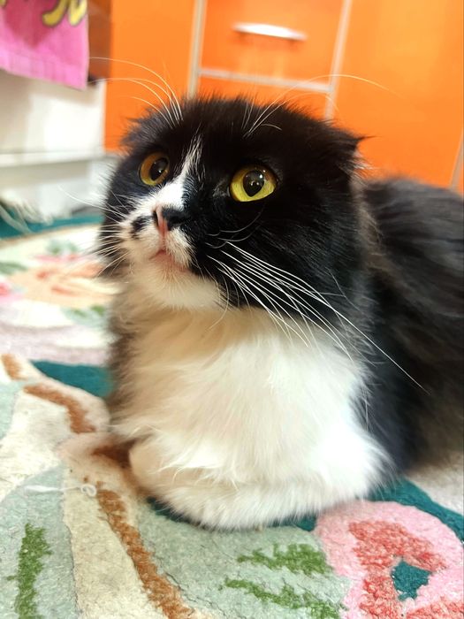 Отдам кошку в добрые руки