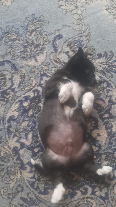 Домашние щенки, звонки