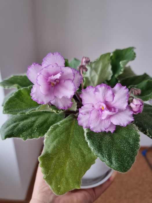 Фиалки красивые,