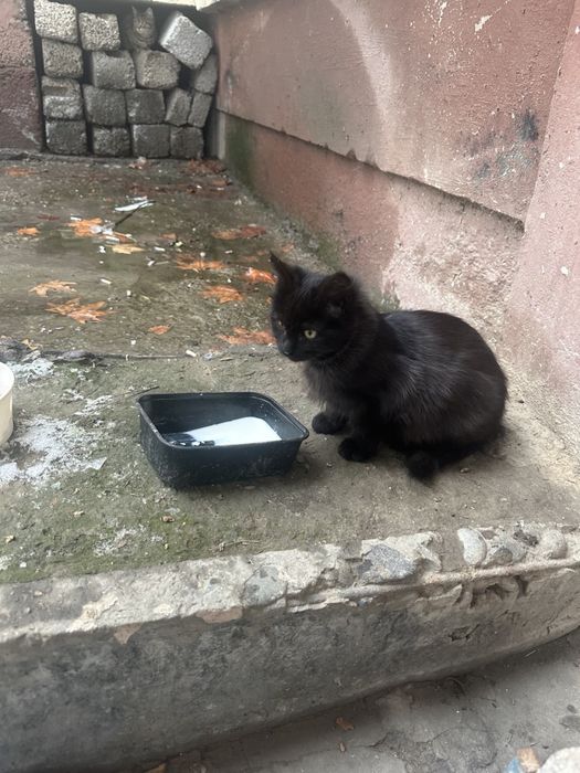 Chiroyli aqlli 3 oylik va 10 oylik mushuklar hadyaga beriladi