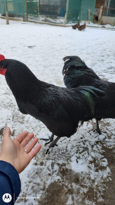 Cocos rasa  australop