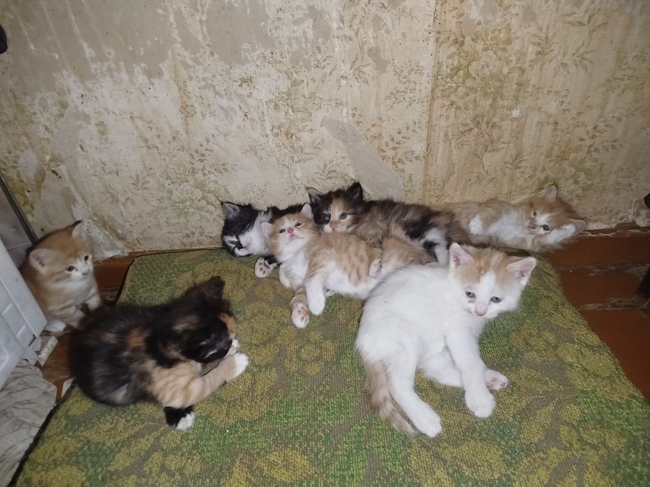 Котята, бесплатно