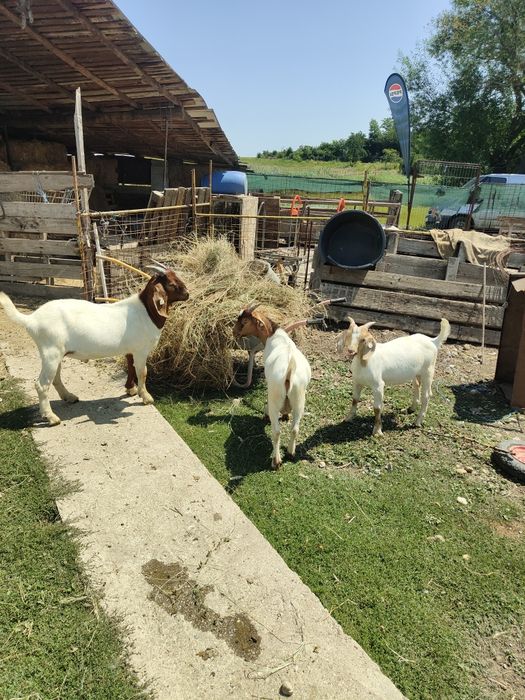 Vând țap Boer original