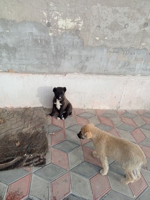 Продам шинков Алабая