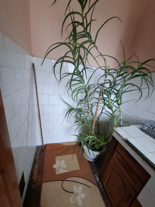 Алое Вера растение 2 метра