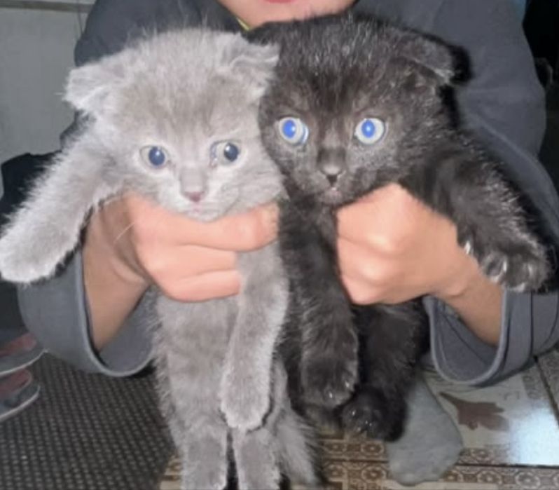 Веслоухие котята