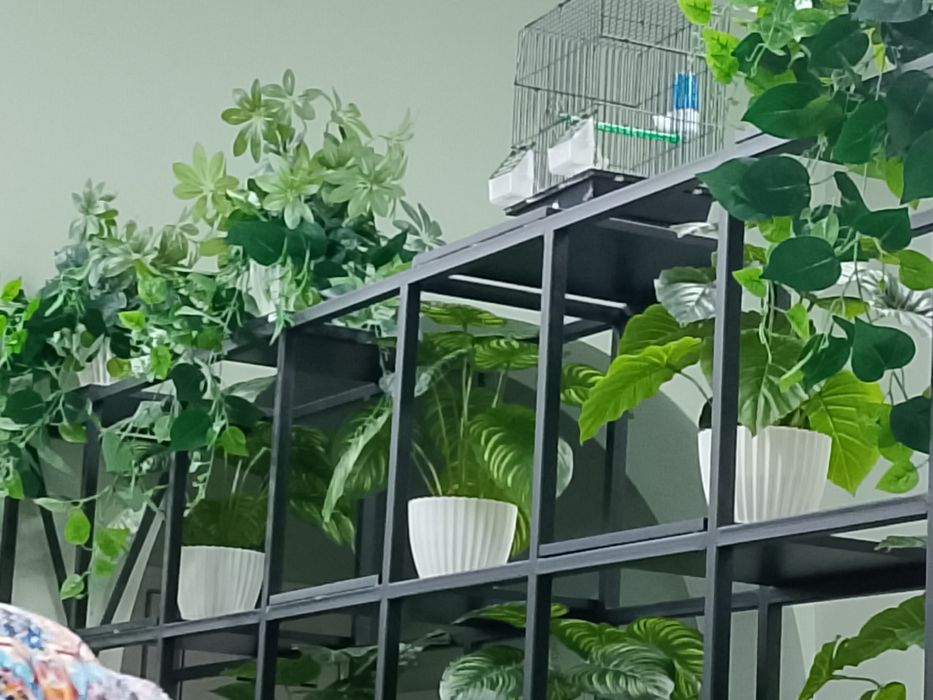 gullar darahtlar sotiladi sakura kala atrgul продается цвети и дерево