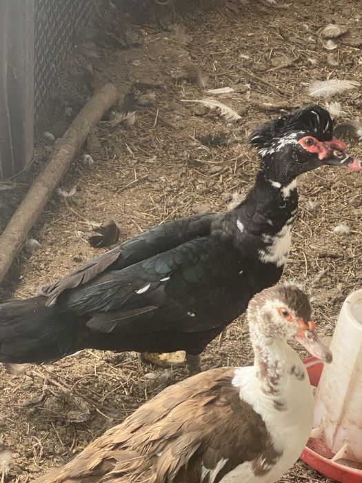 Продам индоутки