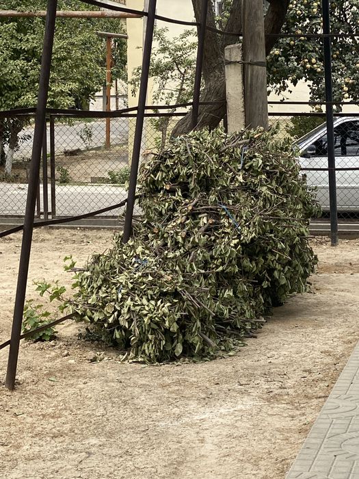 Дрова/ Отинлар