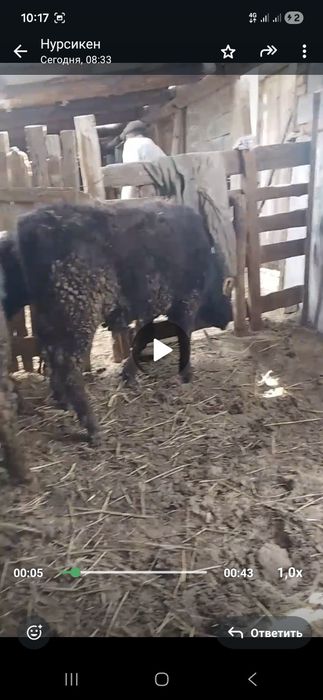 Бұқа бык сатылады подсос бычки