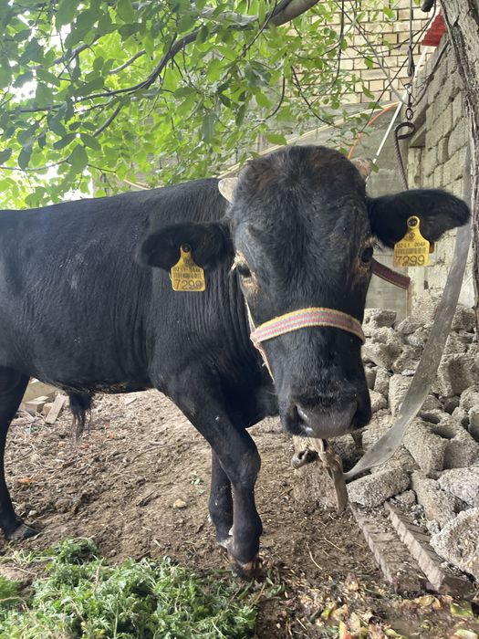 Buqa soglom narxini kelishamiza