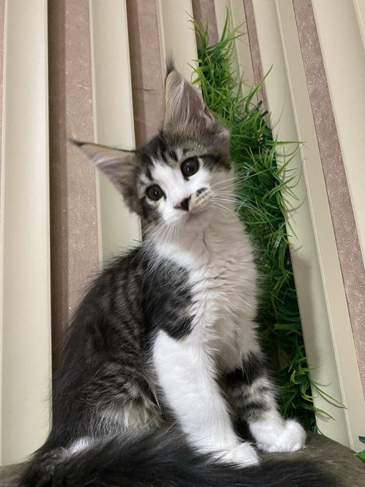 Мальчишка мейн кун из питомника