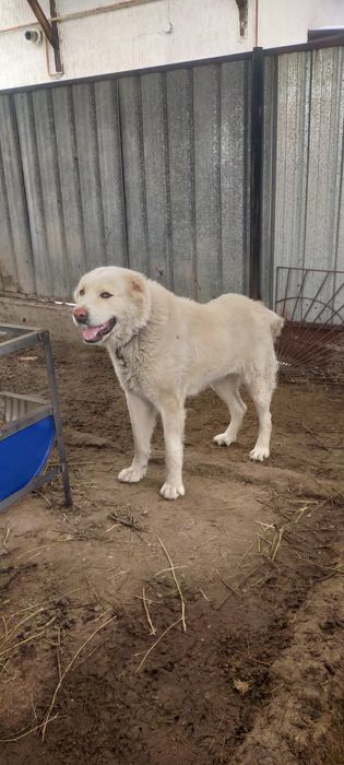 Продам Алабая полтора года ему