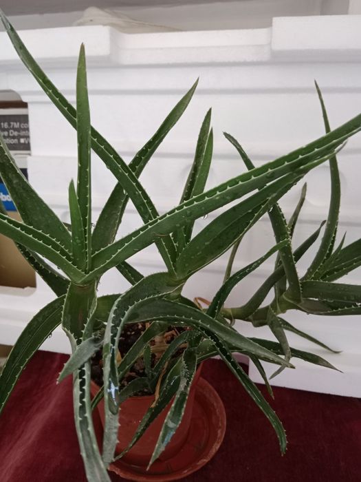 Алоэ"Вера"лекарственное растение