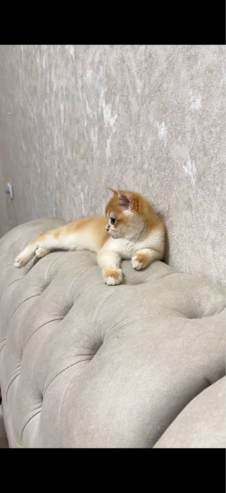 Британская шиншила чиста кровный NY12