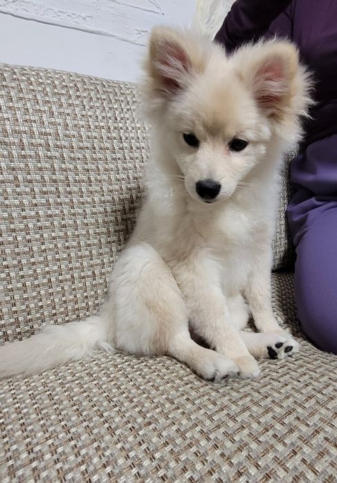 Щенок, немецкий шпиц