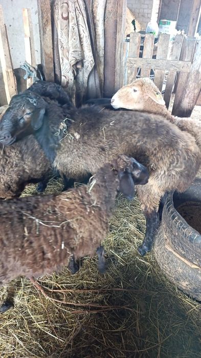 Продам 7 голов овечек.