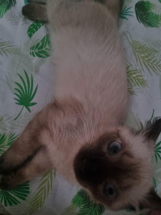 Сиамская кошка 10 месяцев