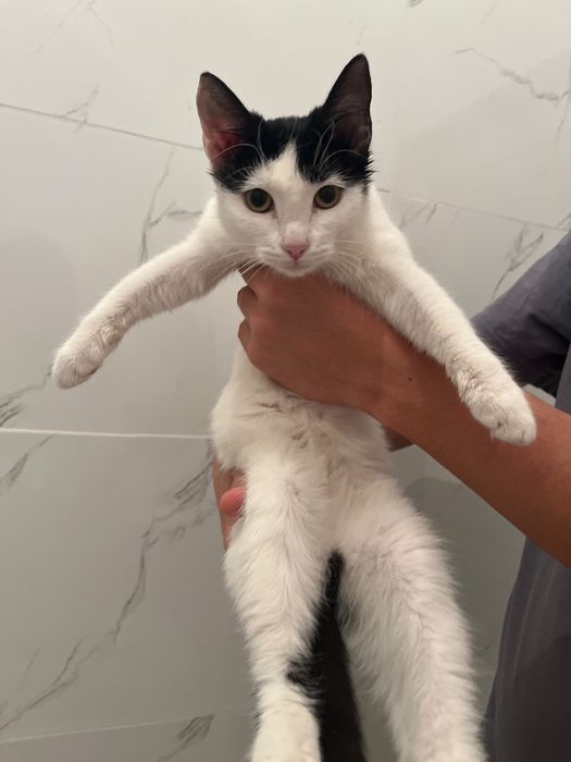 Ласковый котенок в добрые руки