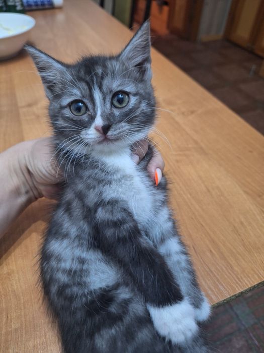 Отдам котят, бесплатно