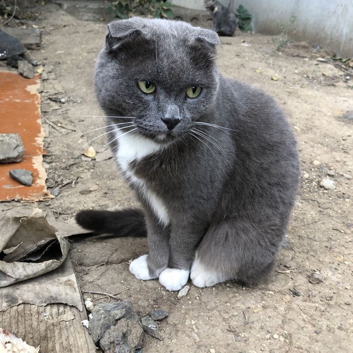 Животные . Кошки.