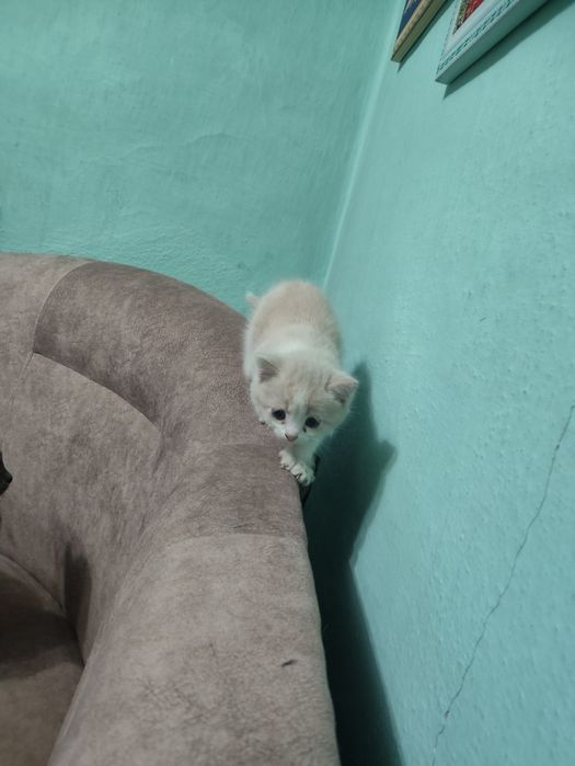 Котёнок в хорошие руки