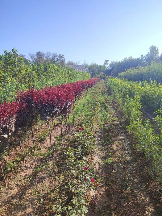 Mevali va manzarali ko'chatlar