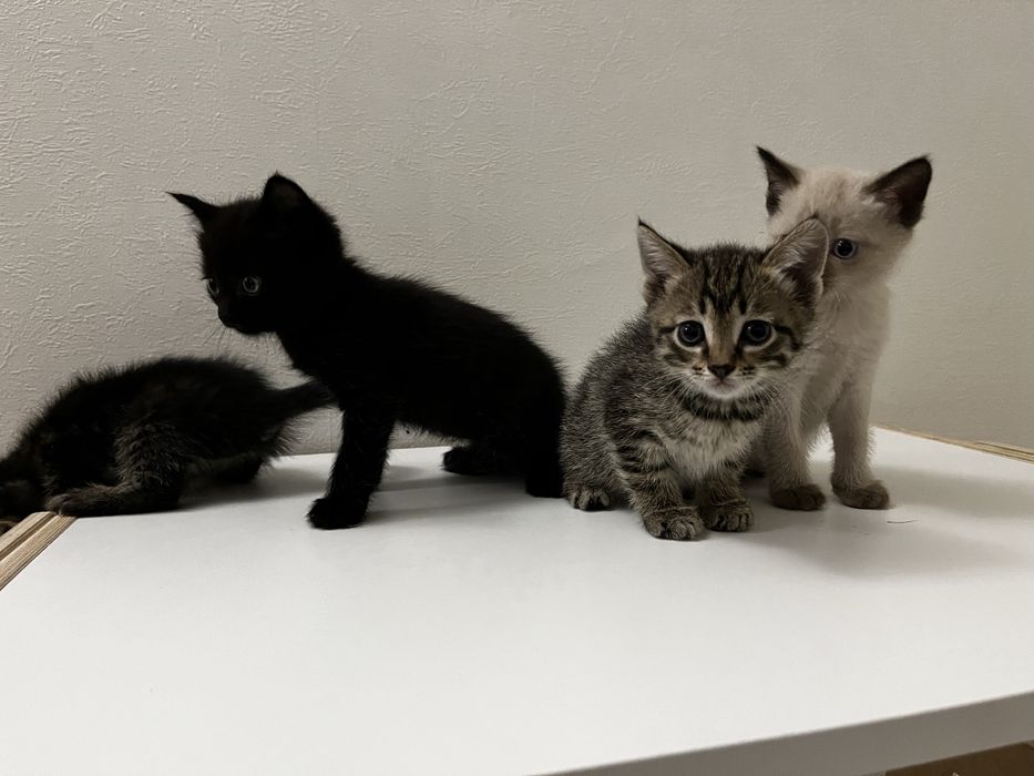 Отдам котят в добрые руки