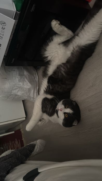 Котик в добрые руки