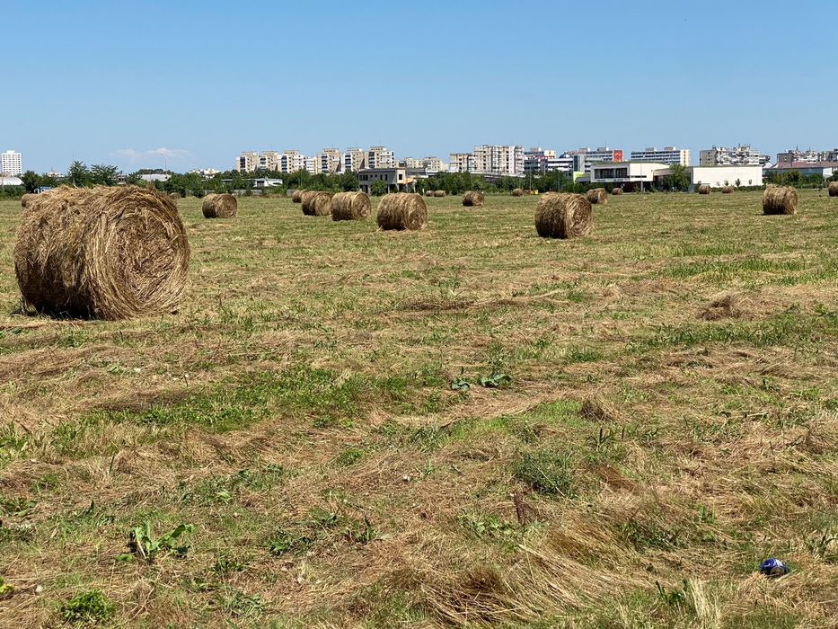 Baloți de fân de vânzare