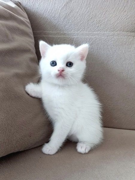 Белоснежные британские котята