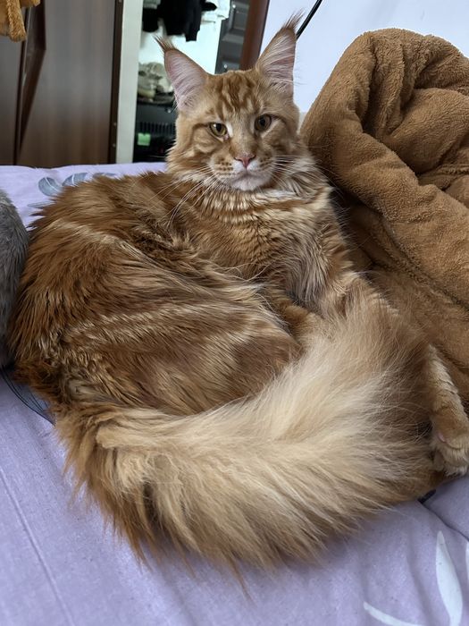 Мейнкун 3 года мальчик