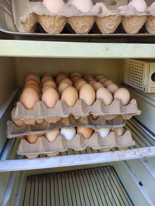 Brams tovuq tugunlari sotiladi