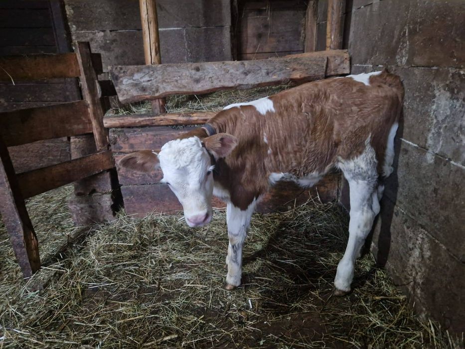 Vand vaca cu vițea