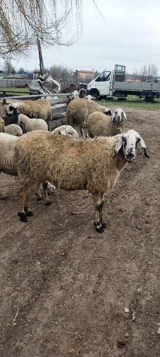 Ovine de vanzare