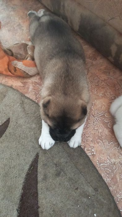 Продам щенков Алабая 100.000