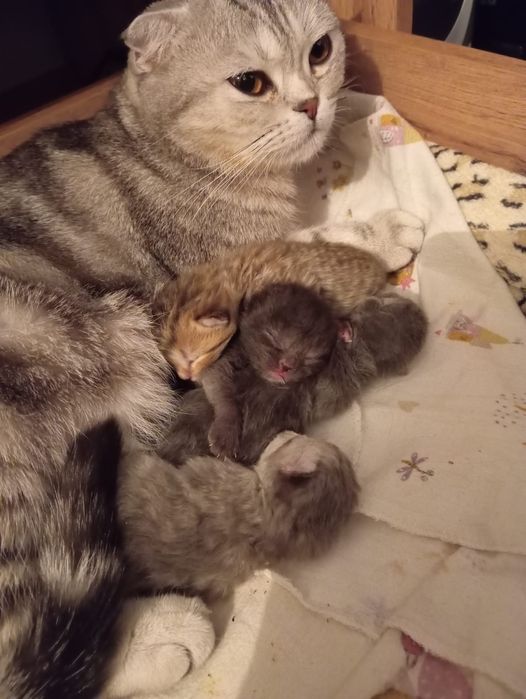 Котята британцы бронь