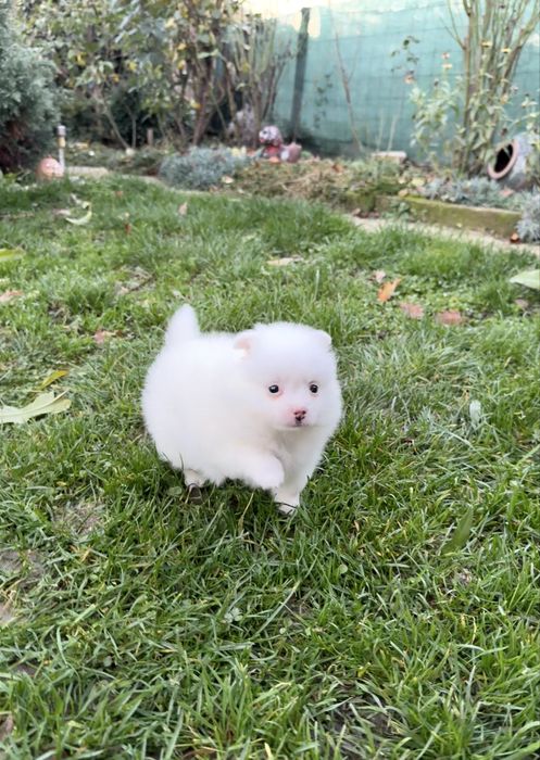 Померан мини момче. Померанче