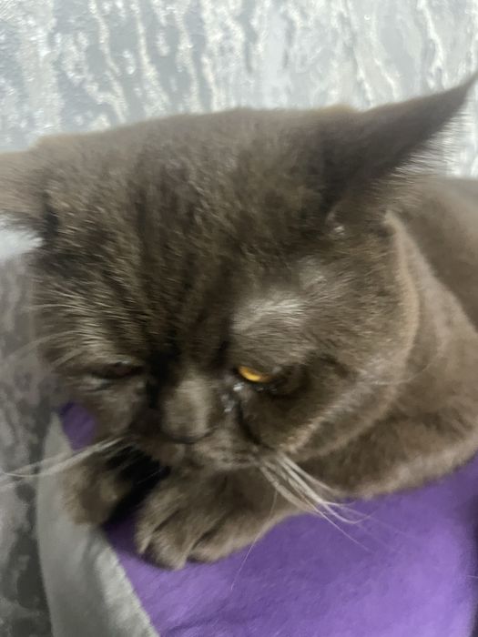 Кот скотиш страйт